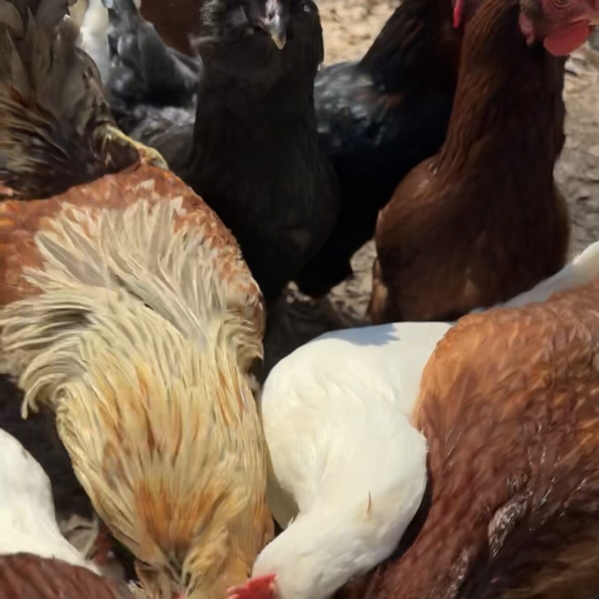 Eye-level close-up of a colorful flock of hens