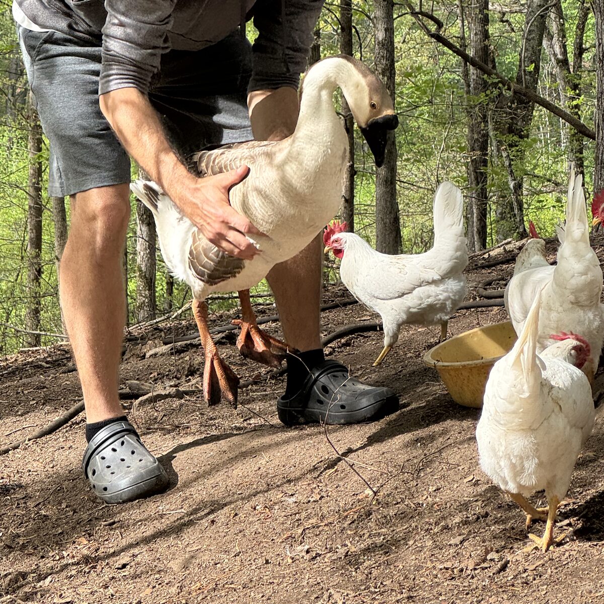 Walking through the woods with the geese