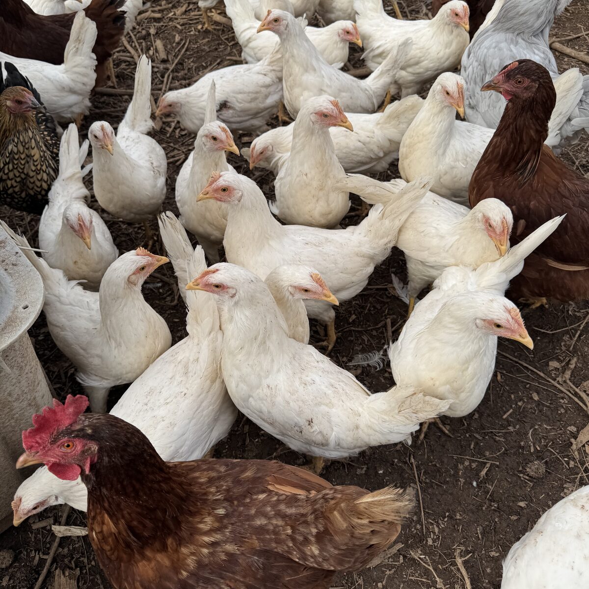 Overhead view of mixed flock