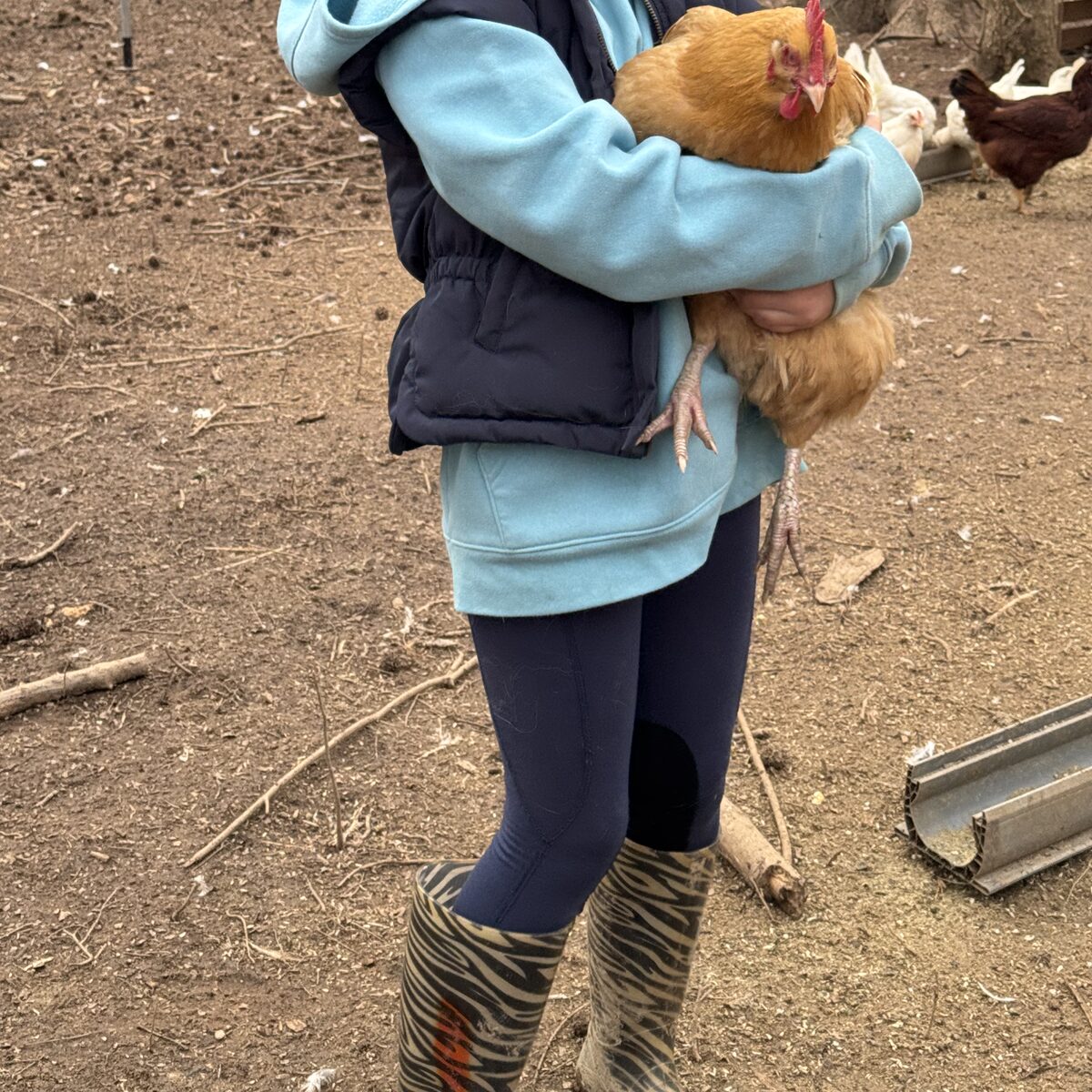 Holding a chicken on a winter day