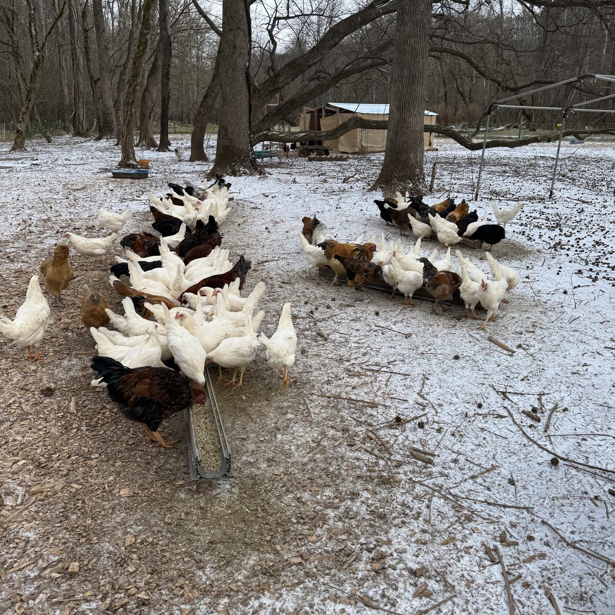 Hens out in the snow