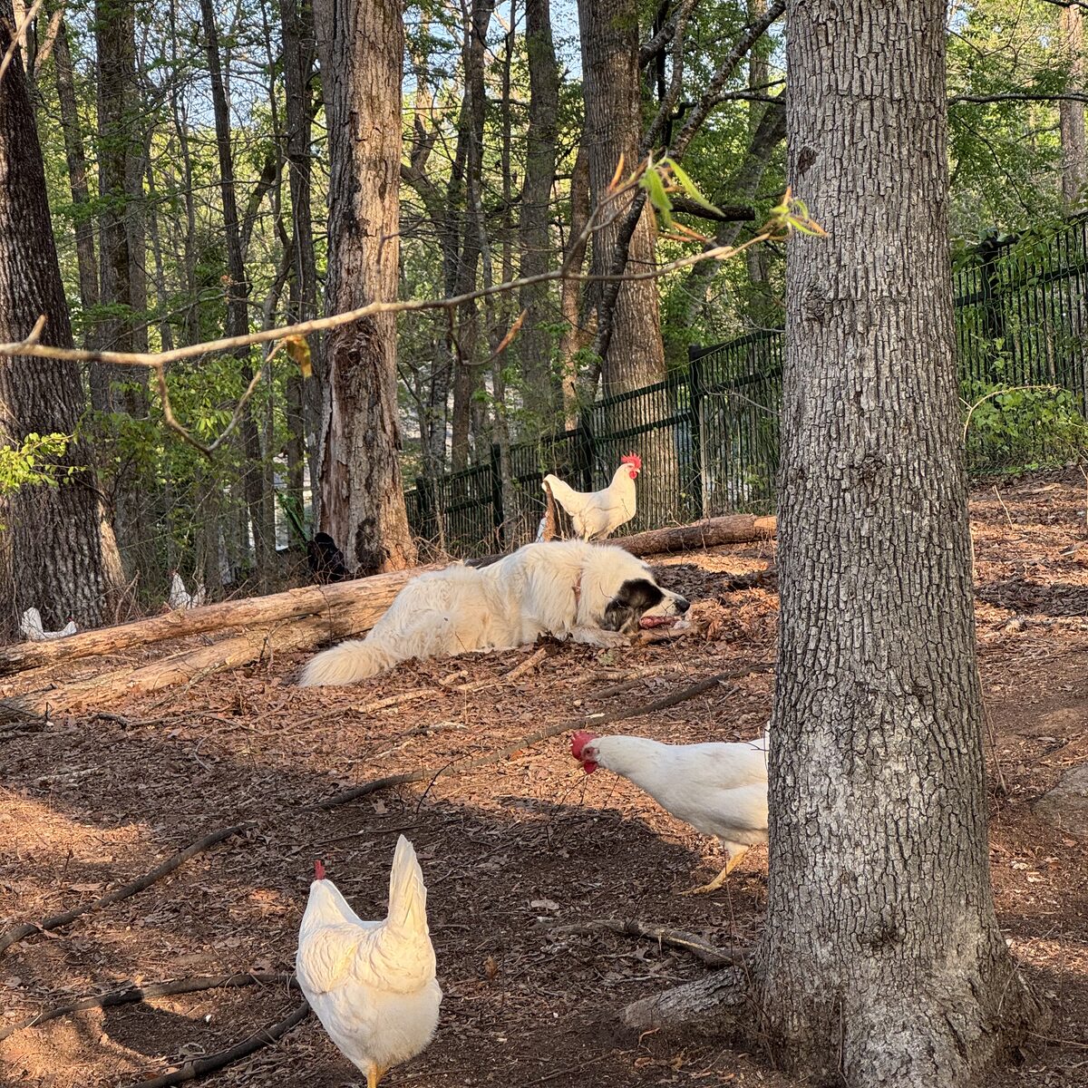 Ducks resting under a tree