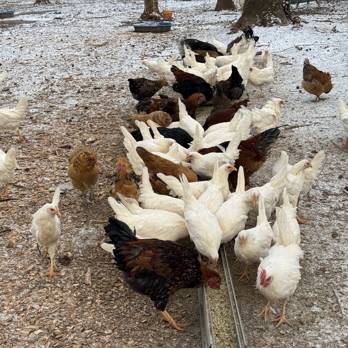 Hens around the feeder