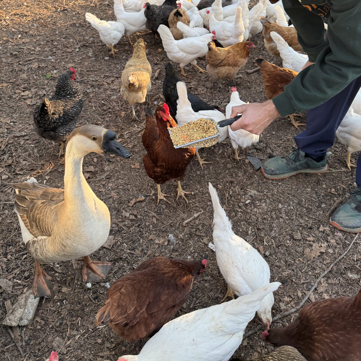 Feeding the flock by hand