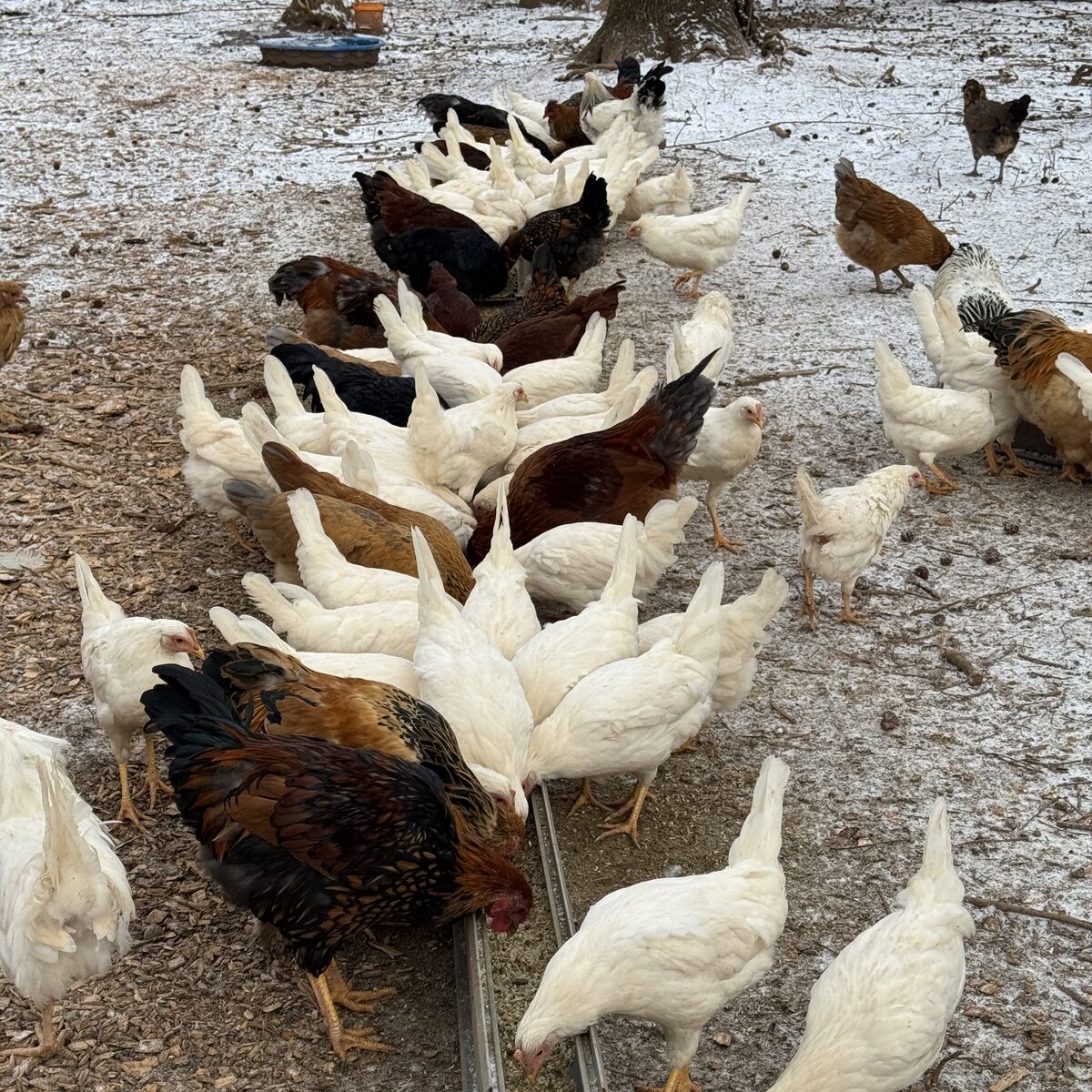 Flock around the feeder