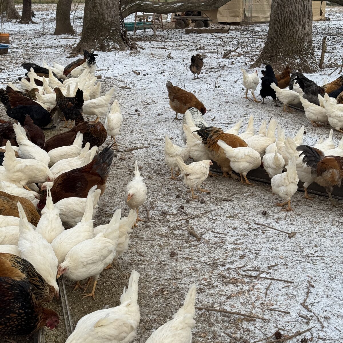Hens crowding the feeder