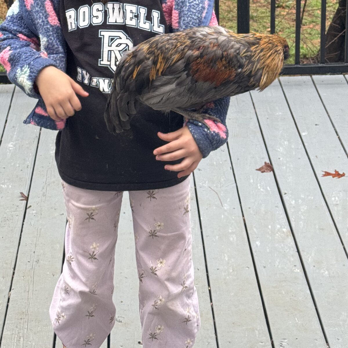 Carrying a chicken on the porch