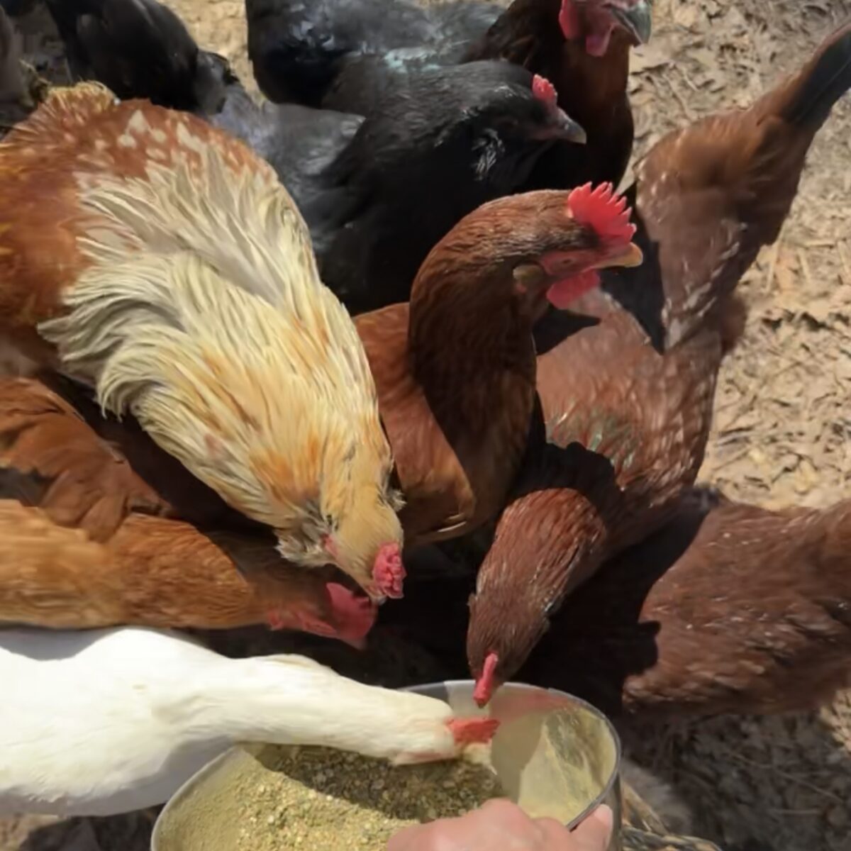 Chickens around a bowl of feed